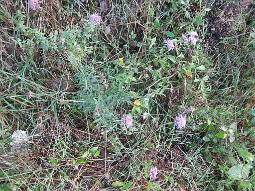 Knautia arvensis? - no, Scabiosa sp.